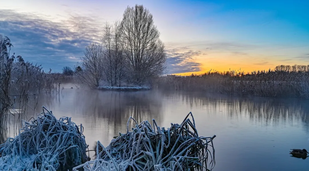 Frost-covered reeds at the edge of a still, misty marsh at sunrise