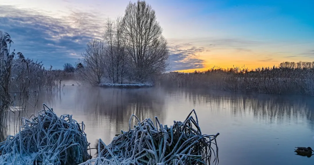 Frost-covered reeds at the edge of a still, misty marsh at sunrise