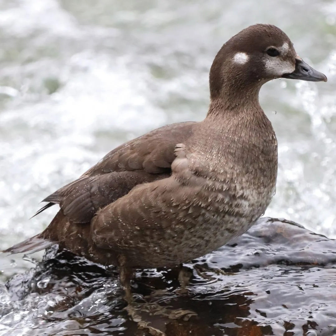 Harlequin hen