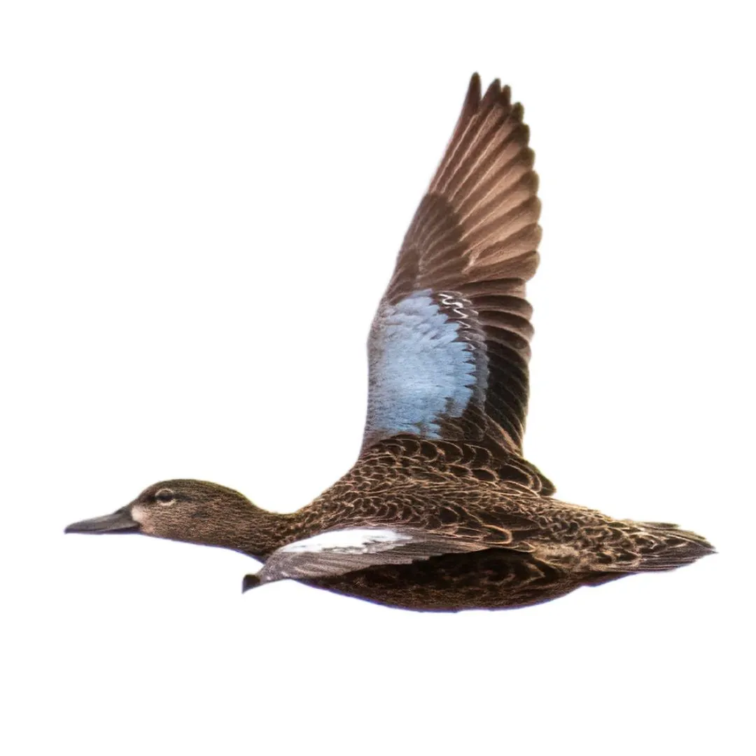 Blue winged teal hen