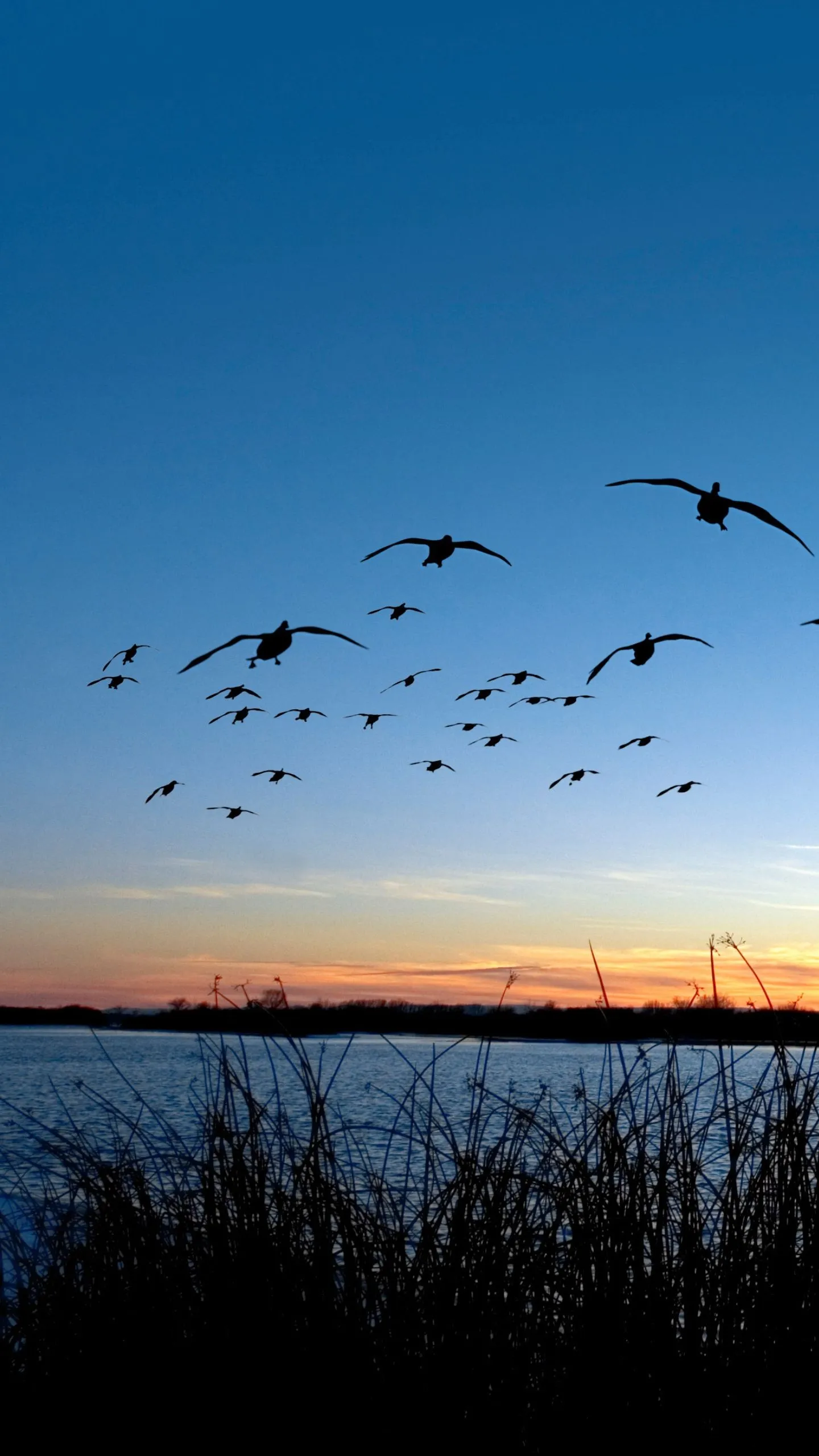 Flock of geese silhouetted against a clear evening sky above marsh grass
