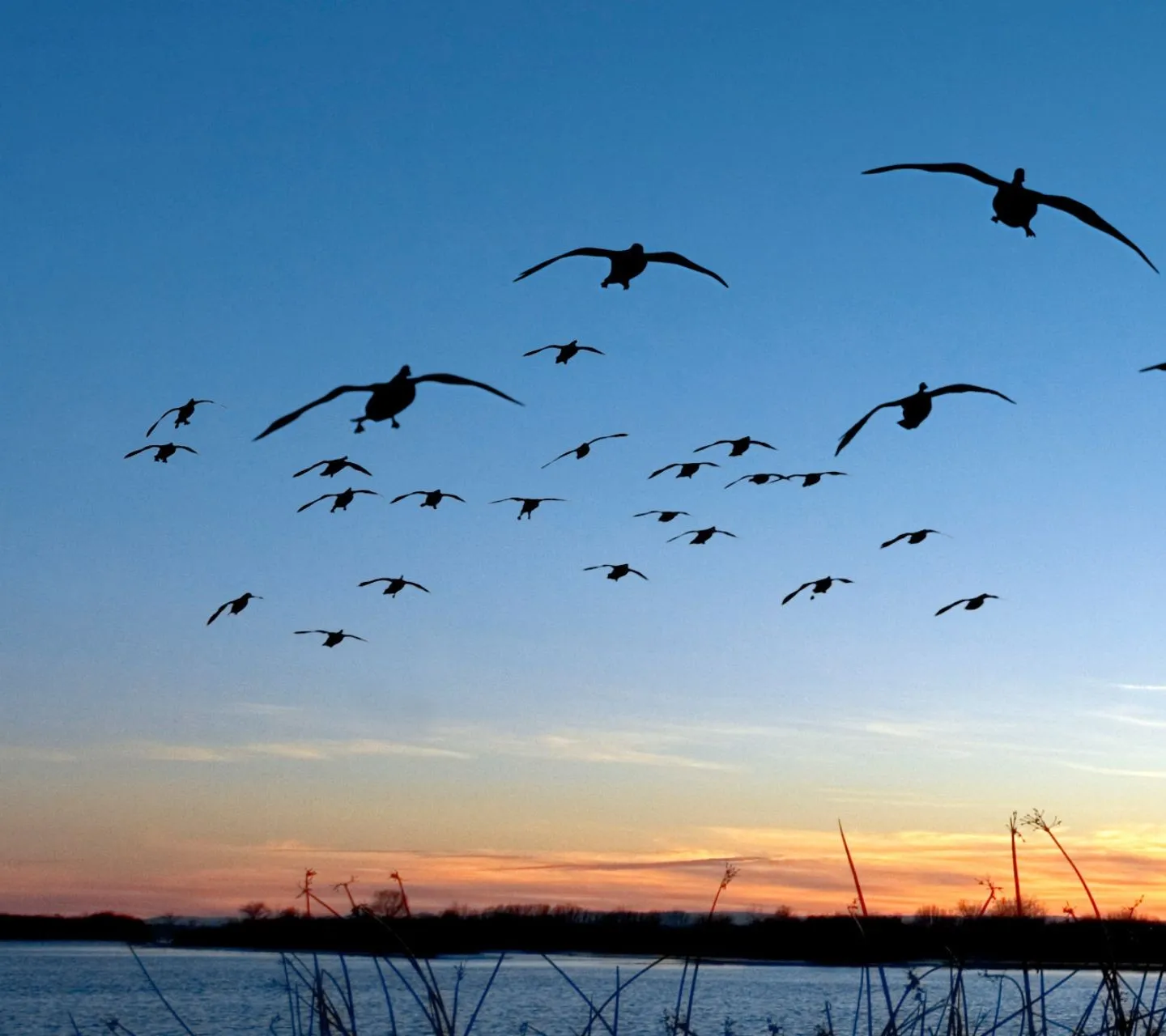 Flock of geese silhouetted against a clear evening sky above marsh grass