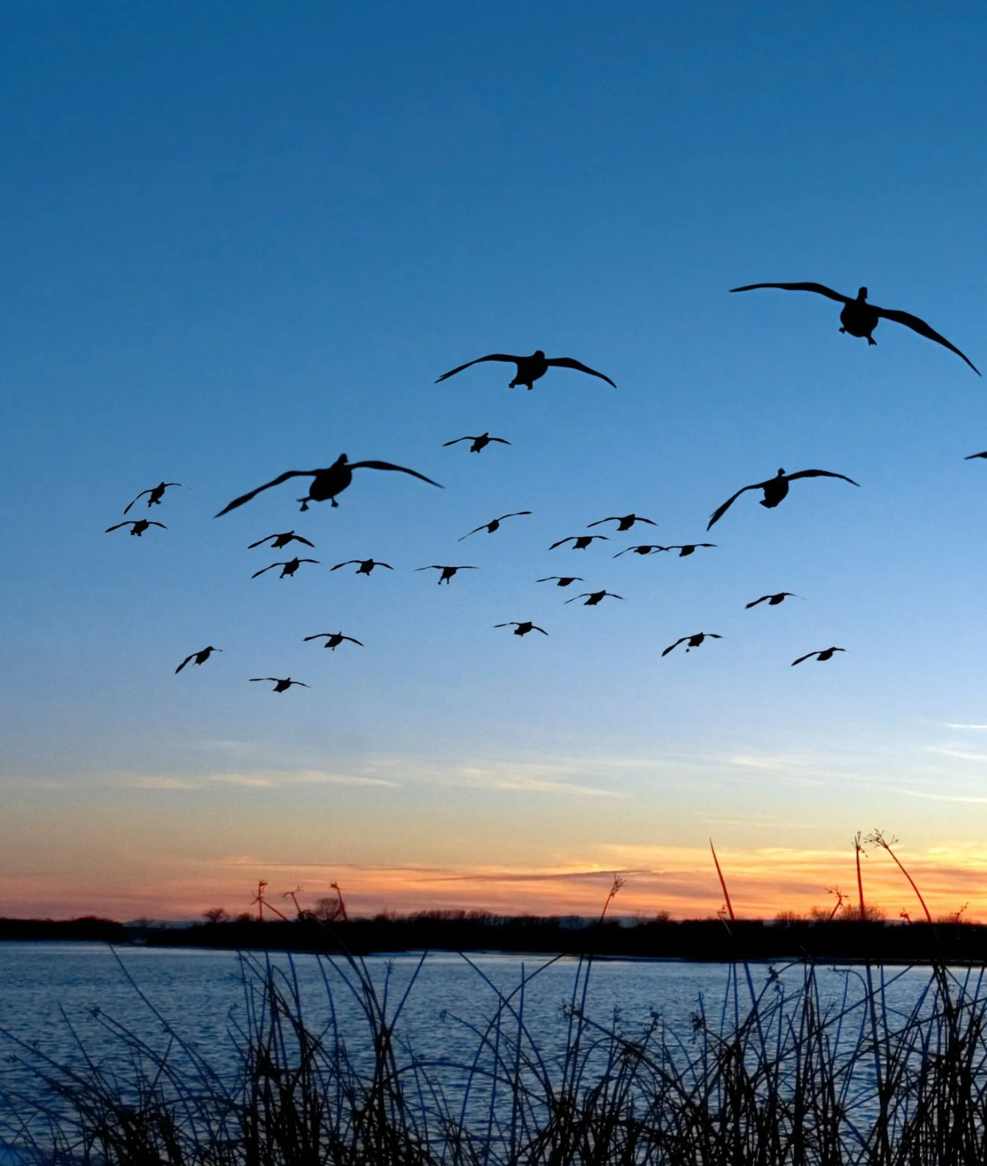 Flock of geese silhouetted against a clear evening sky above marsh grass