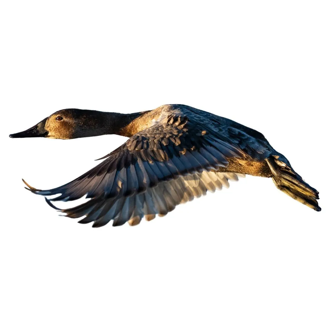 Canvasback hen in flight, with a pale brown head and grey-brown body