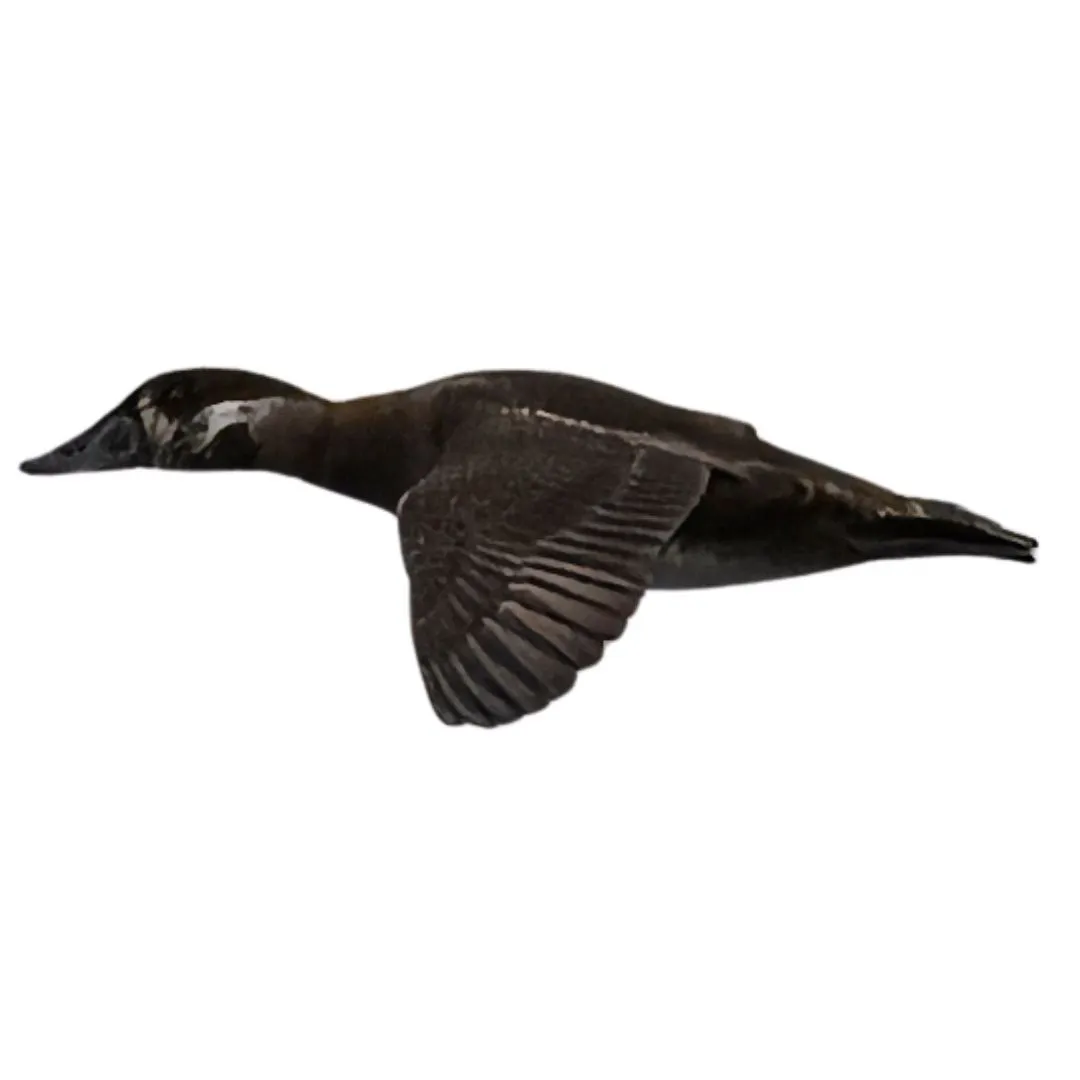 Surf scoter hen primary