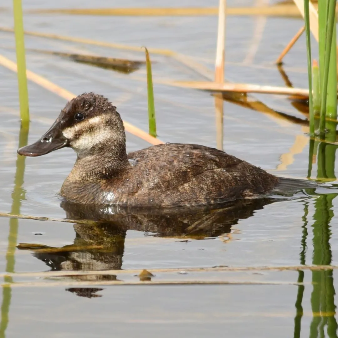 Ruddy duck hen1