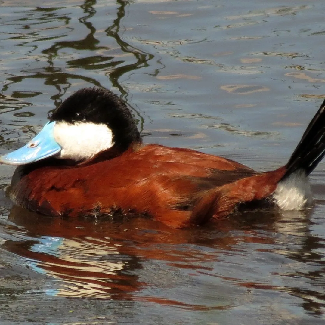 Ruddy duck drake1