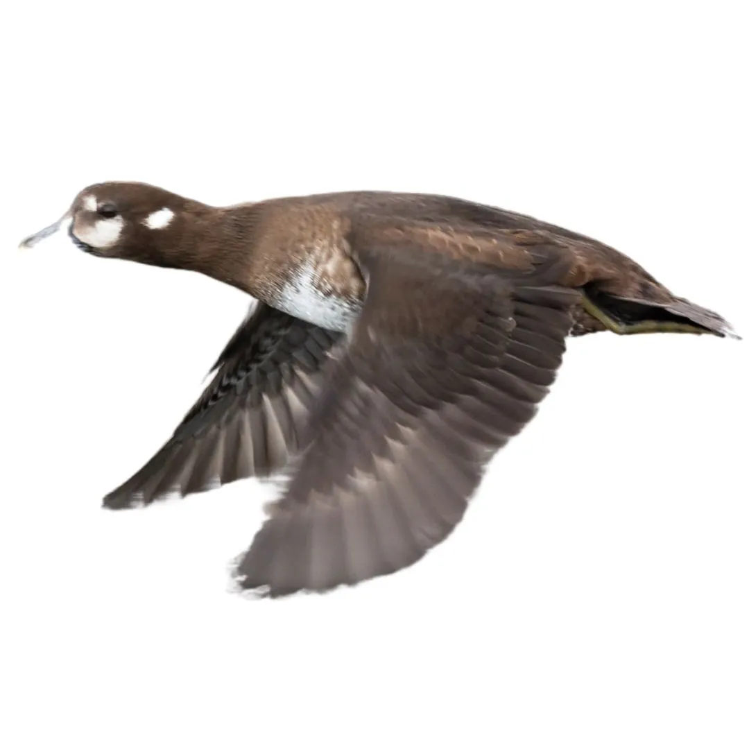 Harlequin hen primary
