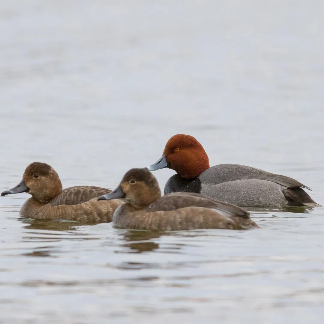Redhead ducks swimming