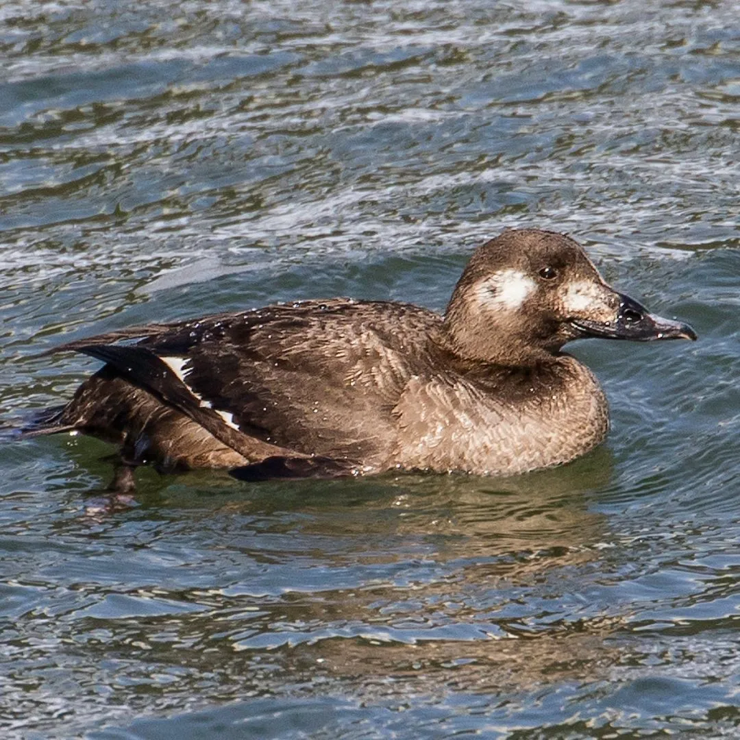 White winged scoter hen