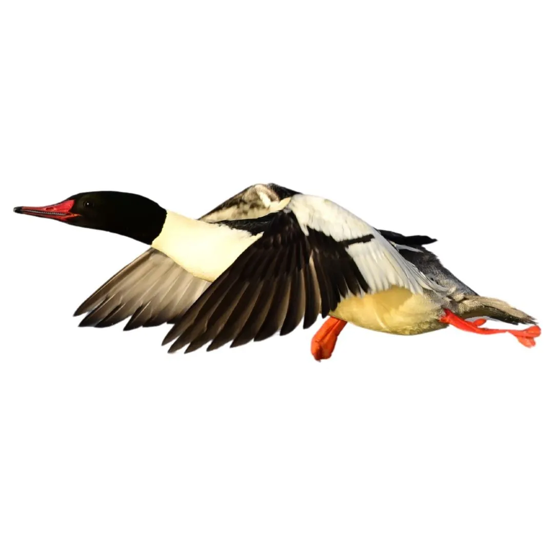 Common merganser drake primary