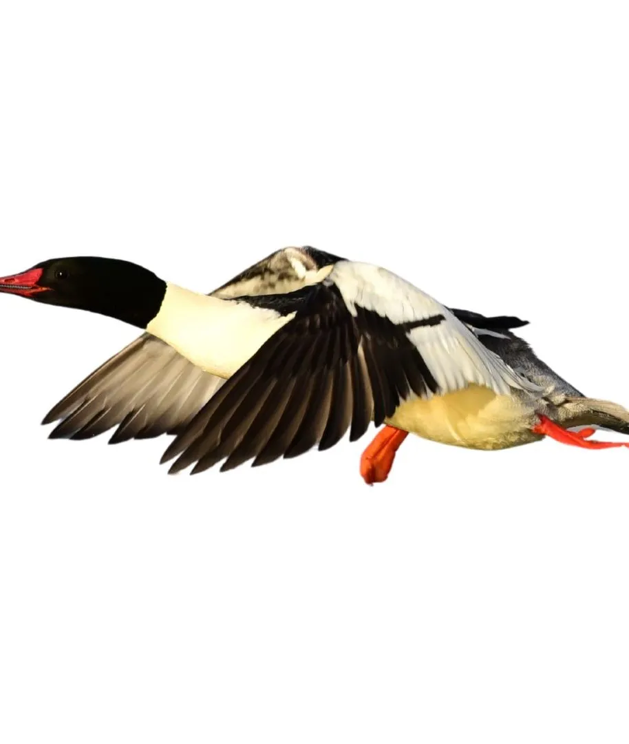 Common merganser drake primary