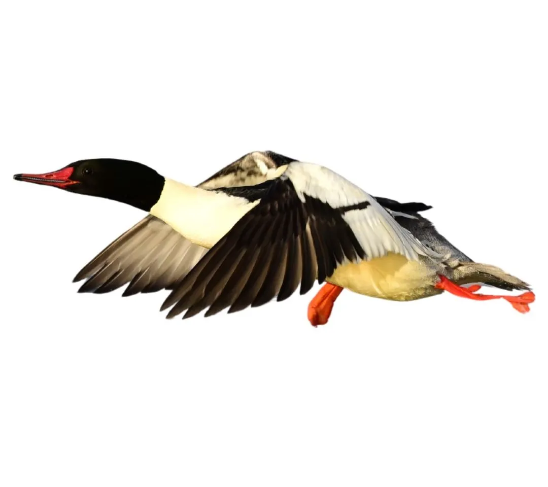 Common merganser drake primary