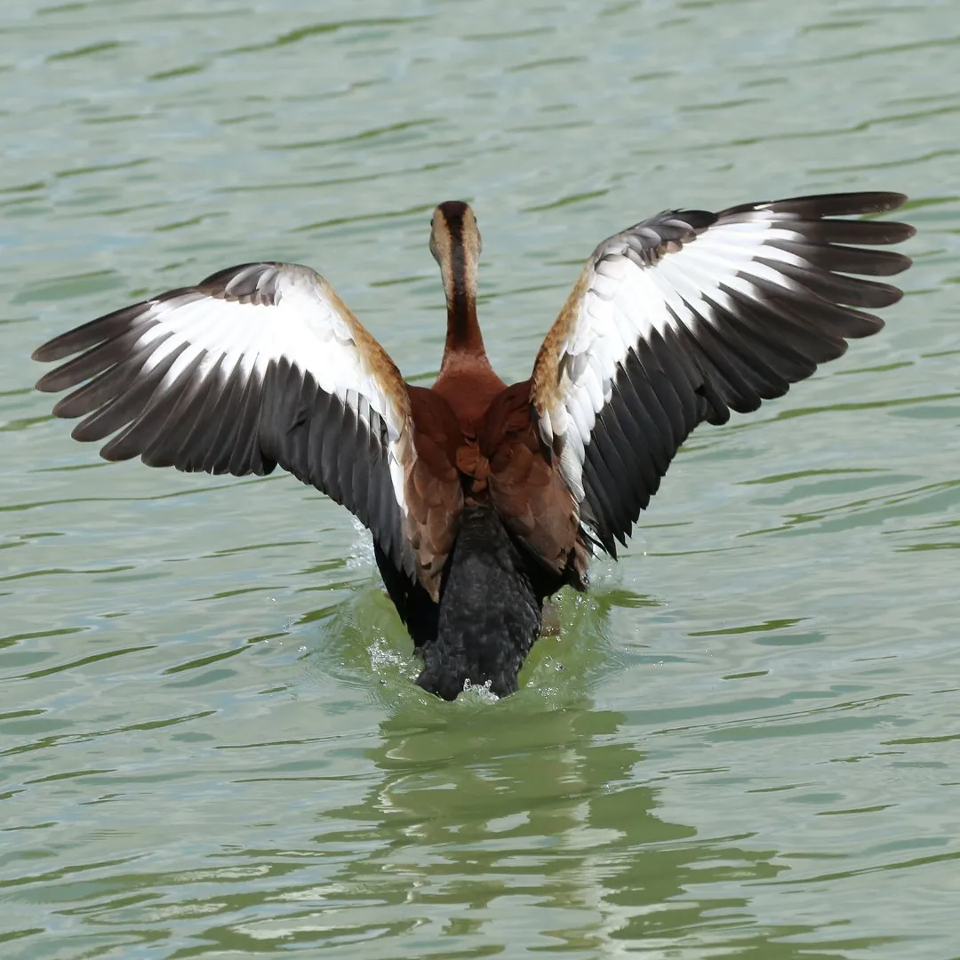 Whistling duck black bellied 4