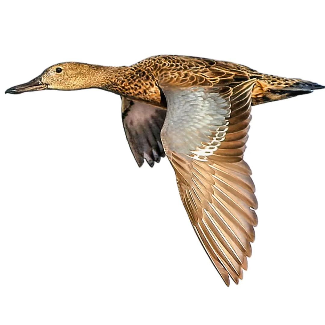Cinnamon teal characteristics