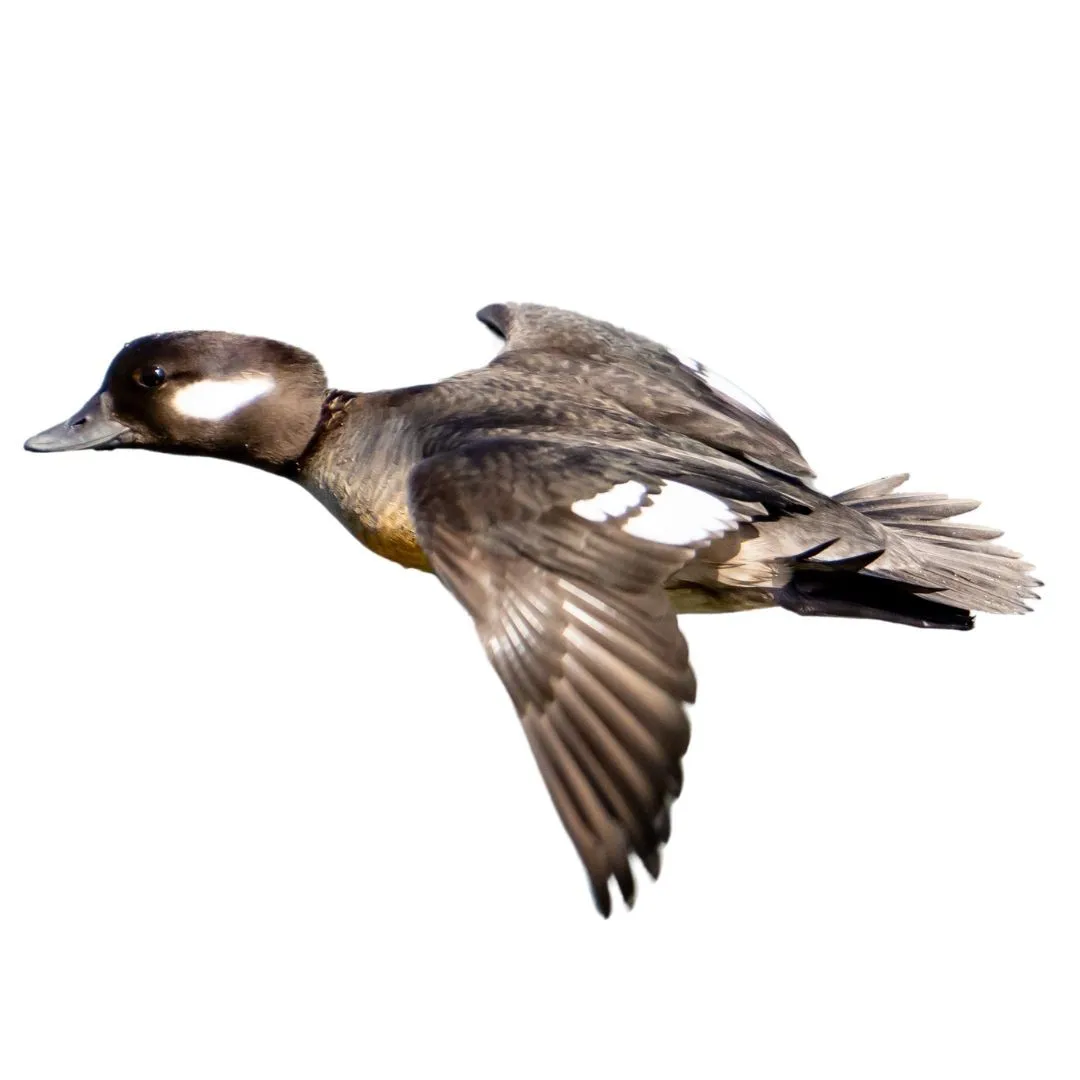 Bufflehead hen primary