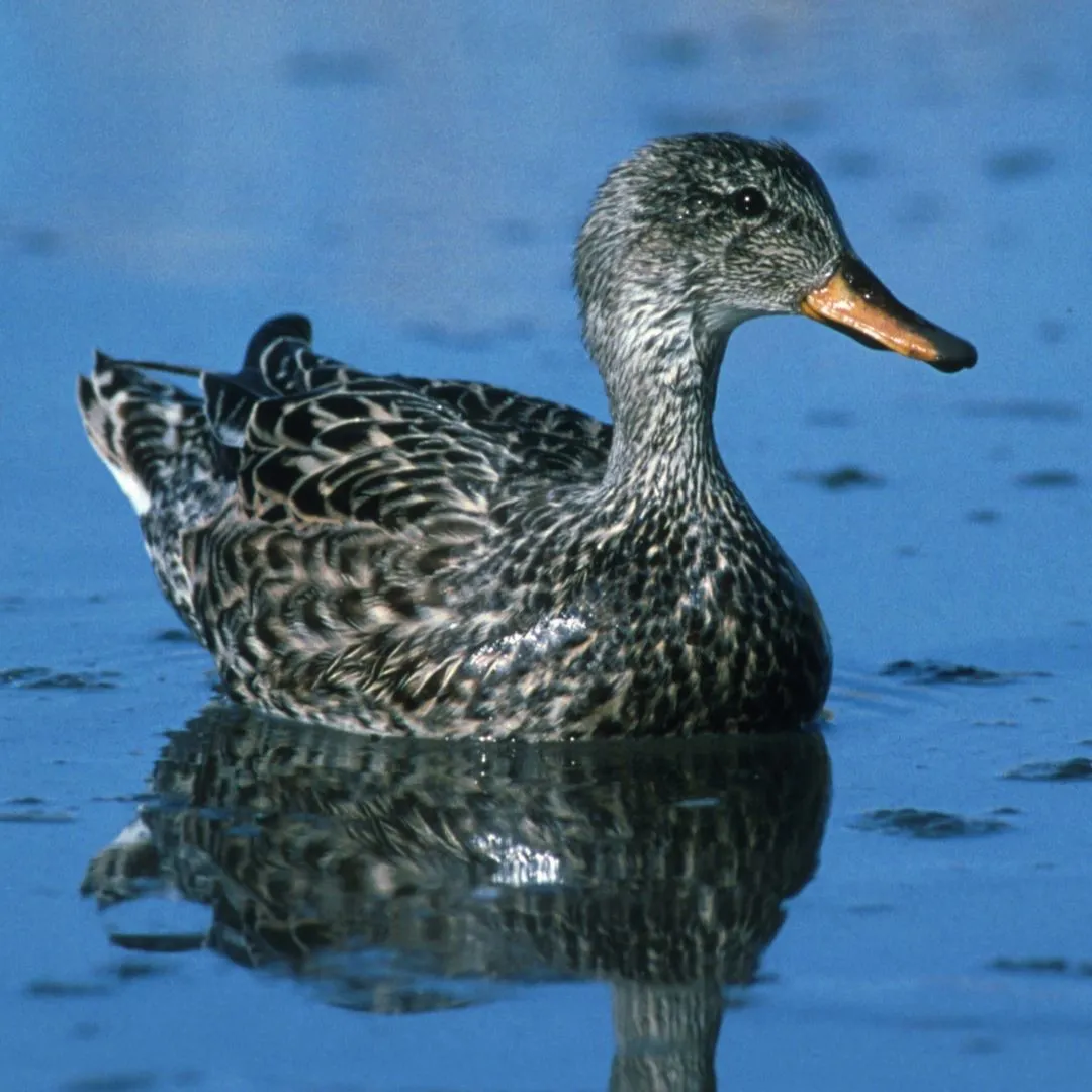 Gadwall hen duck 1