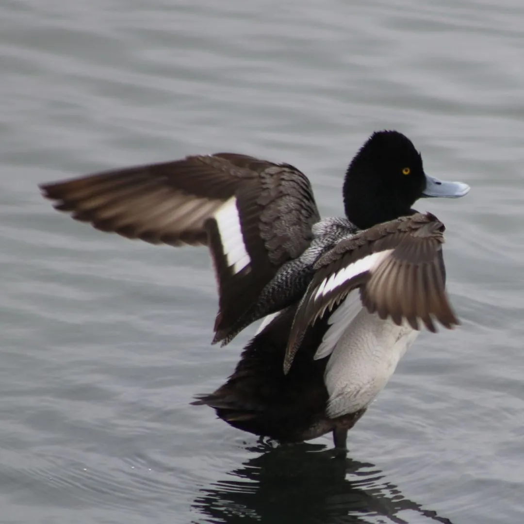 Scaup drake