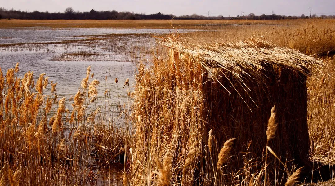 Duck blind built from reeds on the edge of an open marsh