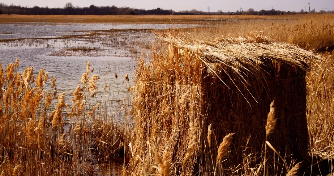 Duck blind built from reeds on the edge of an open marsh