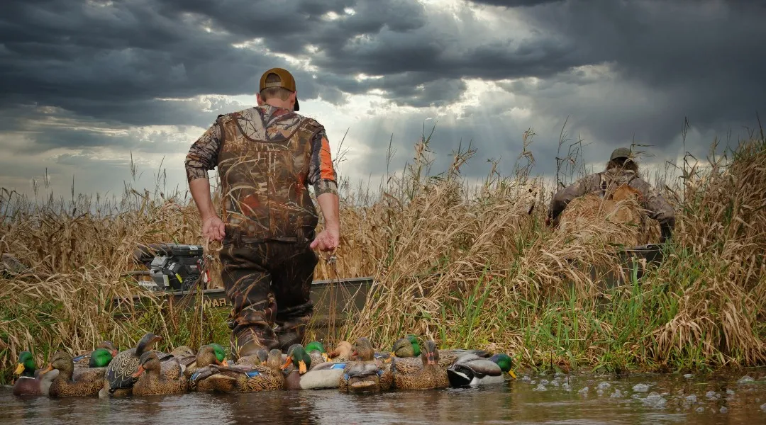 Two duck hunters in camouflage setting out Mallard decoys at the edge of a marsh under a stormy sky