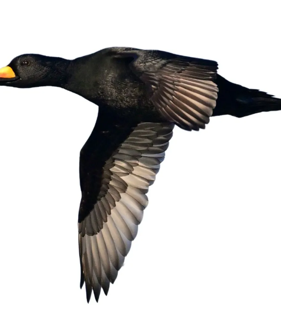 drake black scoter identification