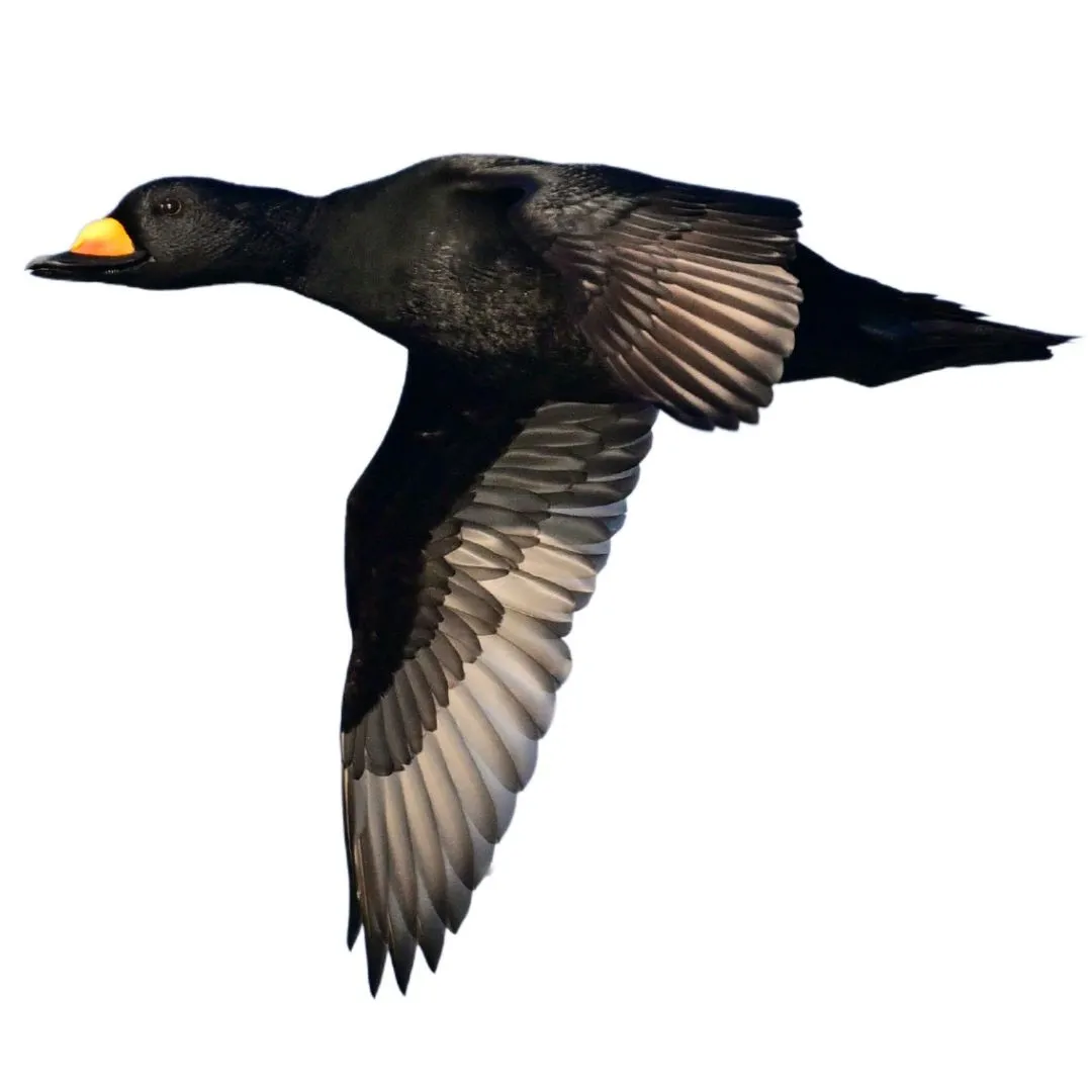 drake black scoter identification