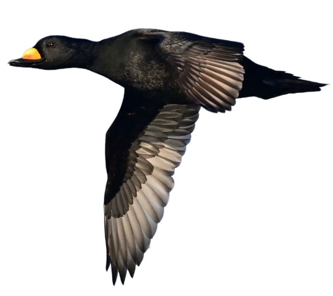 drake black scoter identification