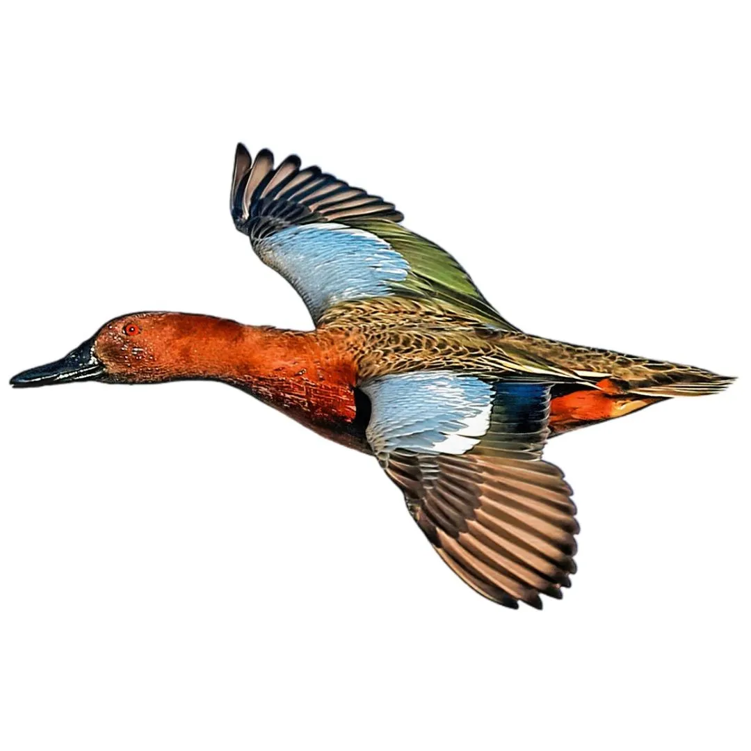 Cinnamon teal identification