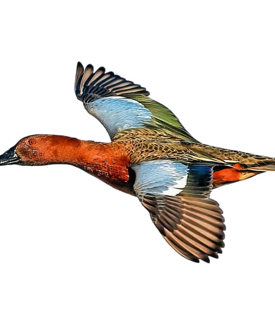 Cinnamon teal identification