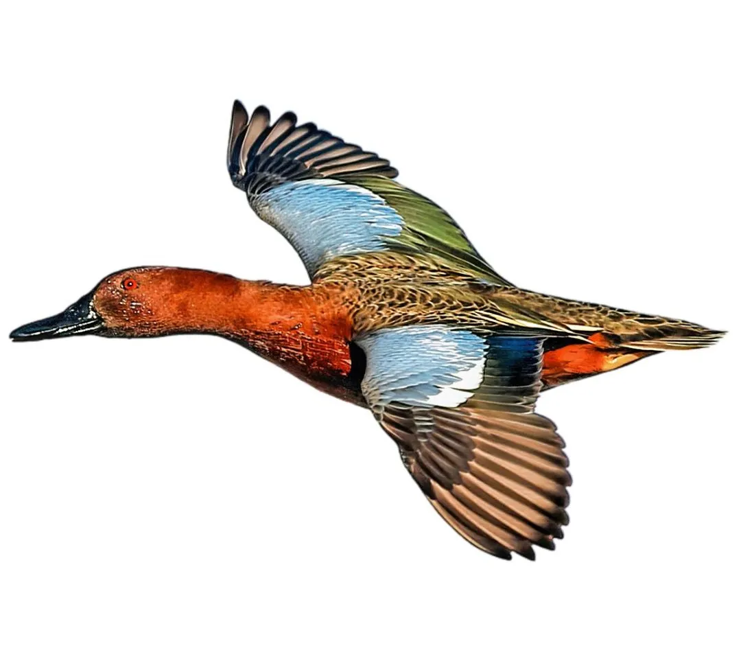 Cinnamon teal identification