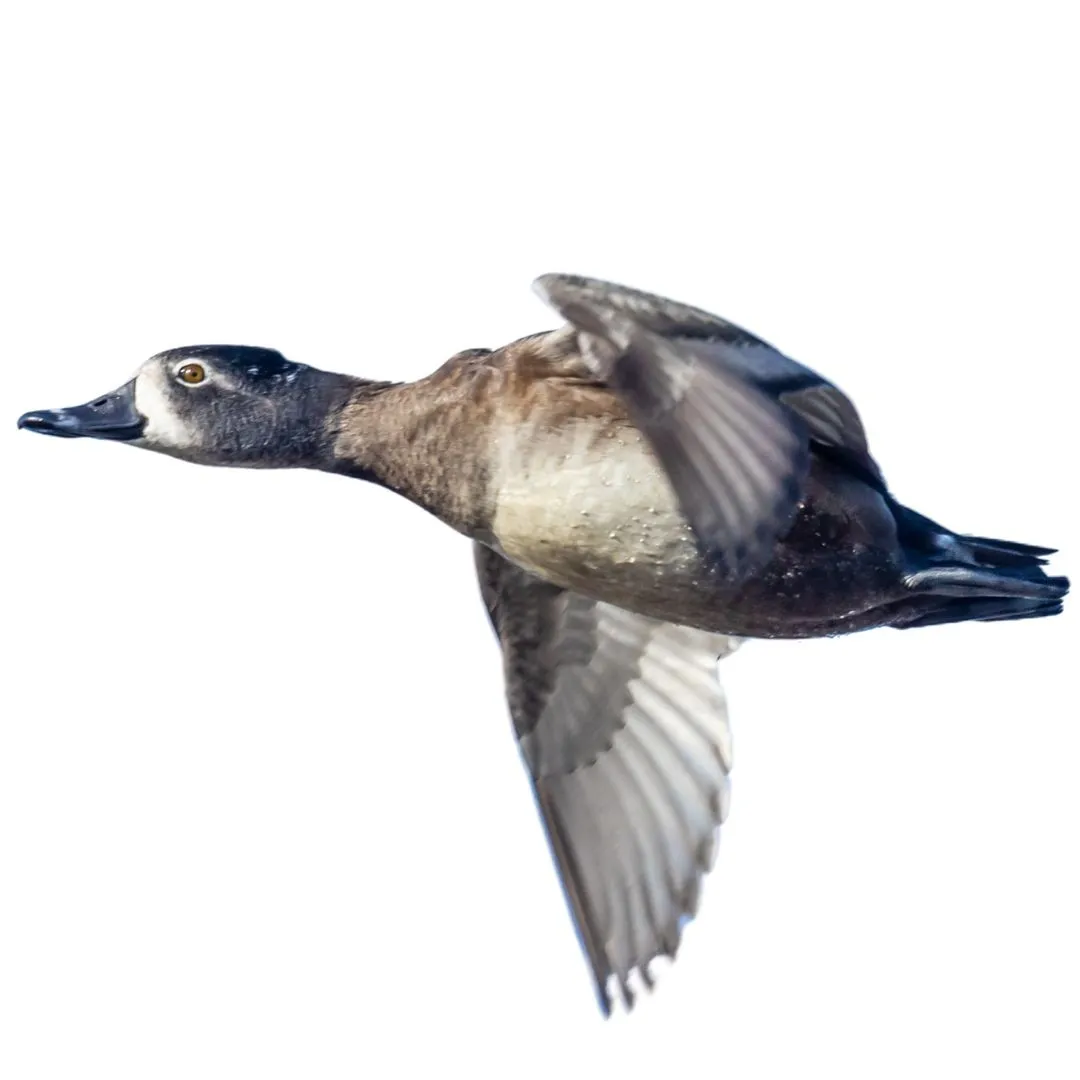 Ringneck hen primary (1)