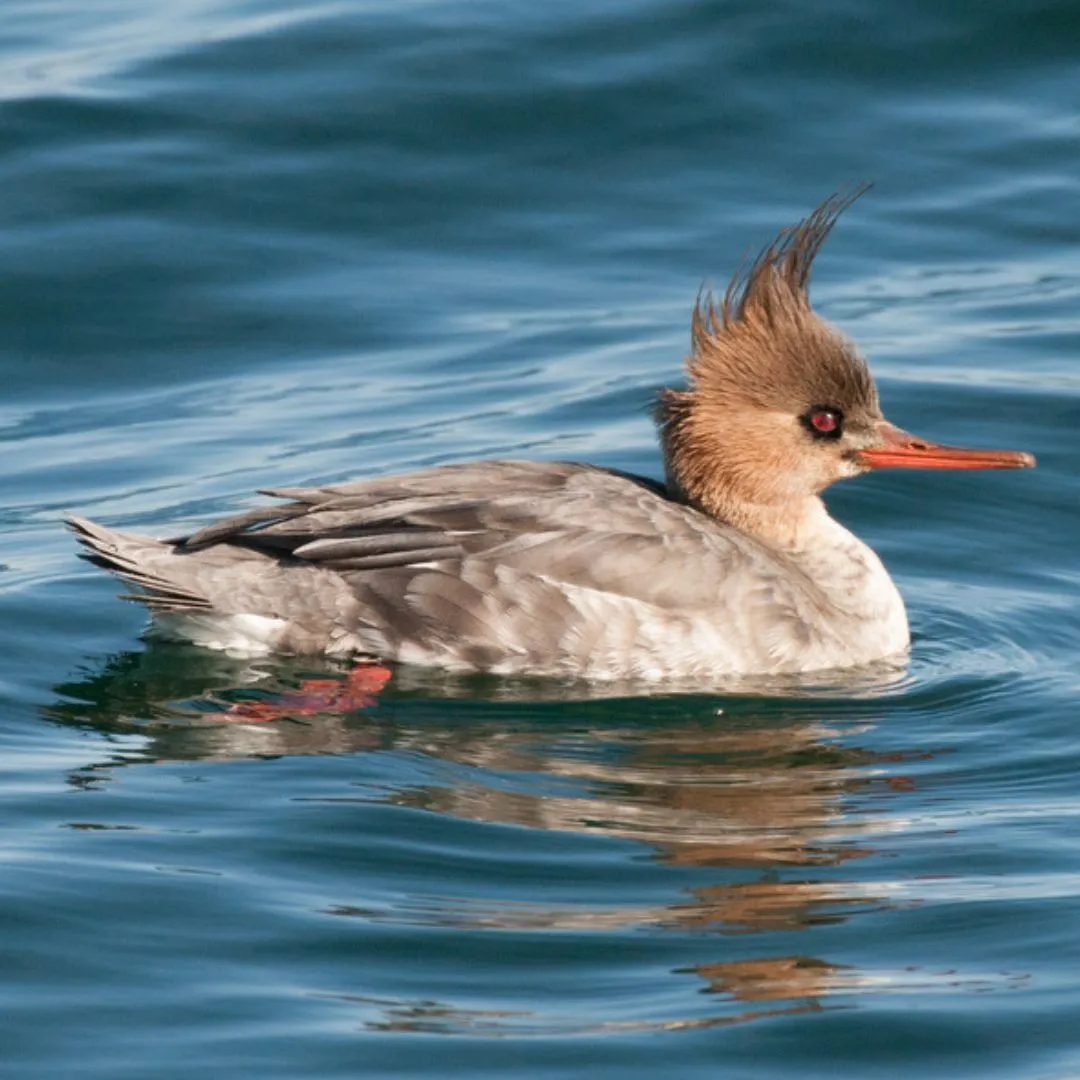 Red breasted merganser hen1 (1)