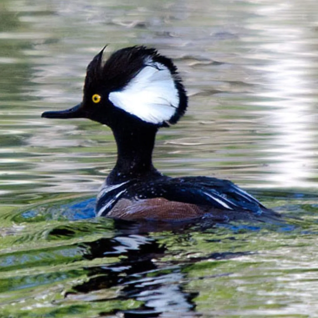 Hooded merganser drake 2