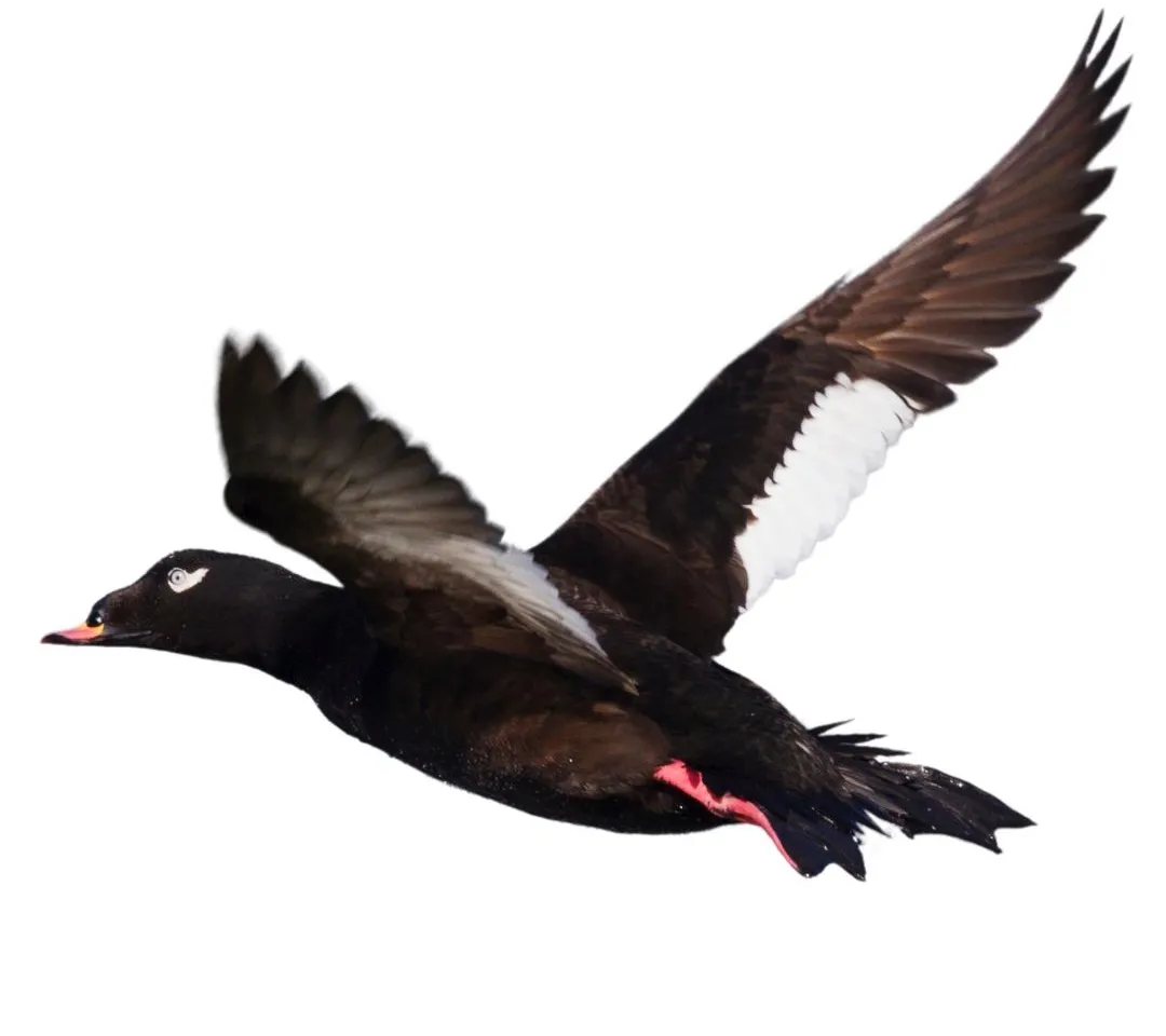White winged scoter drake primary