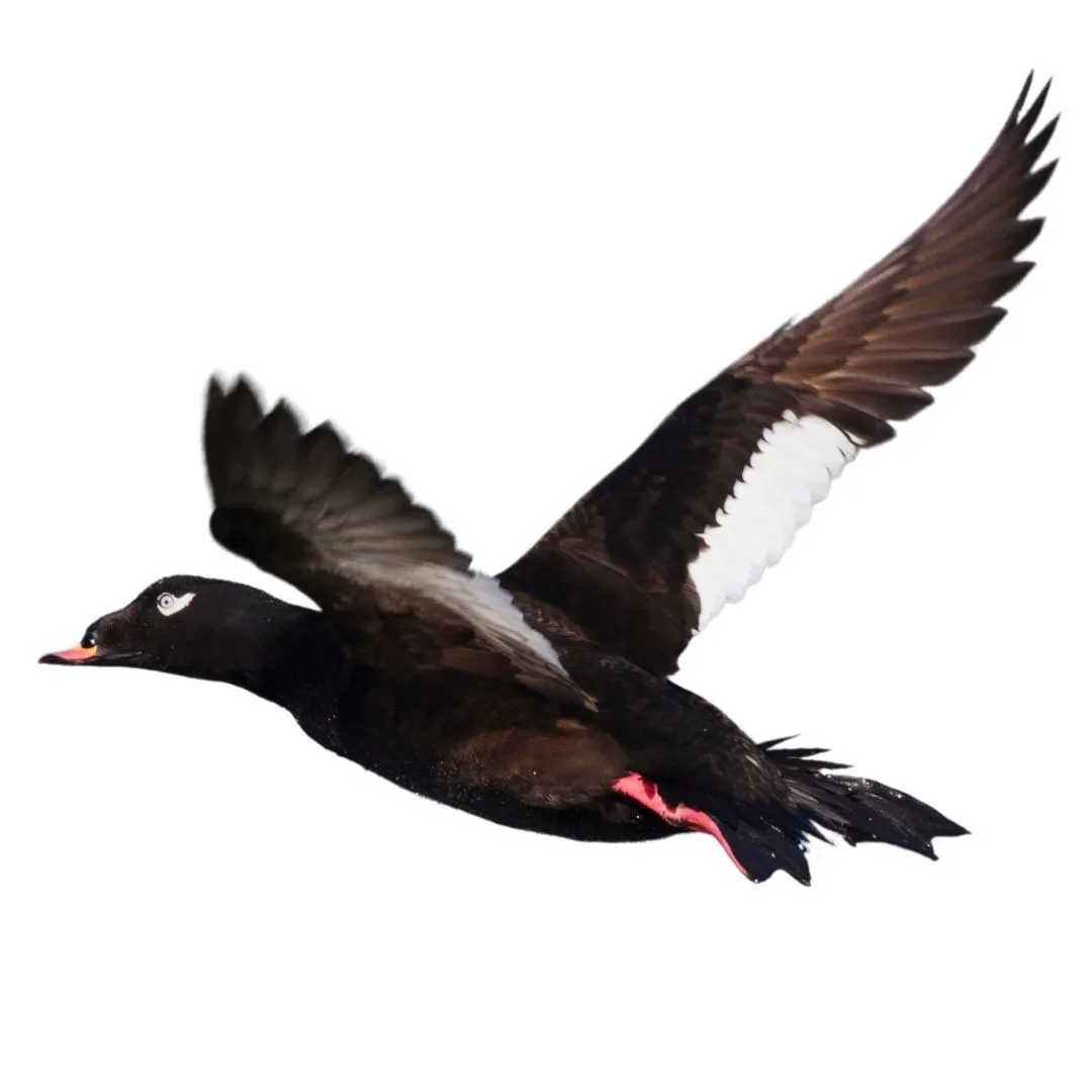 White winged scoter drake primary