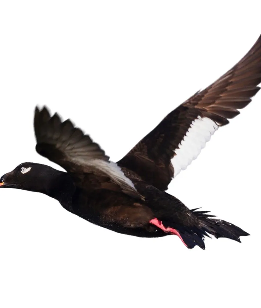 White winged scoter drake primary