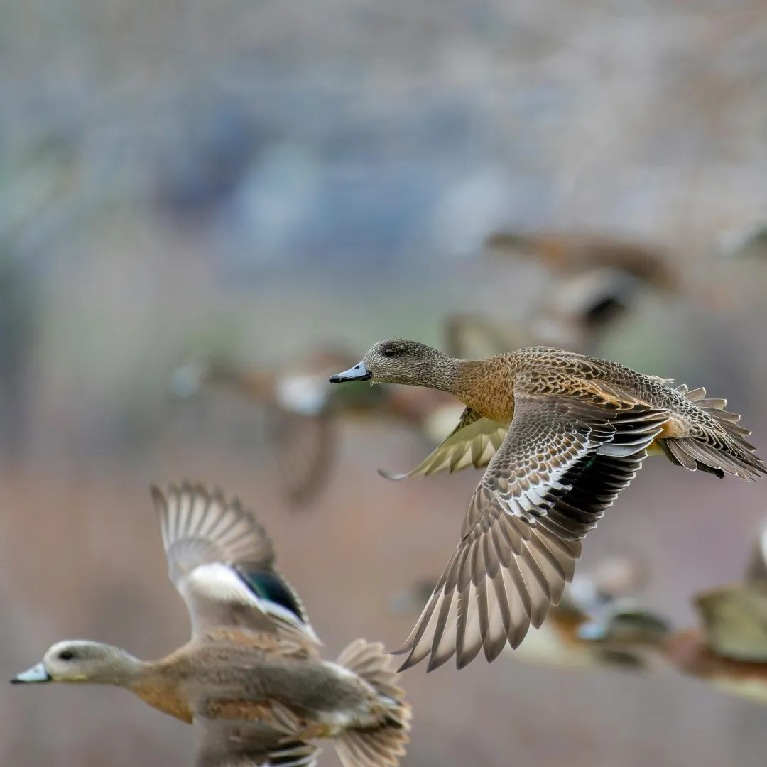American wigeon ducks flying2