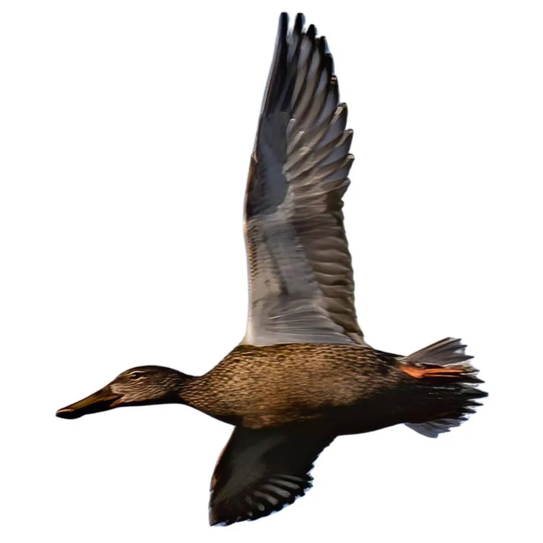 Northern shoveler hen primary