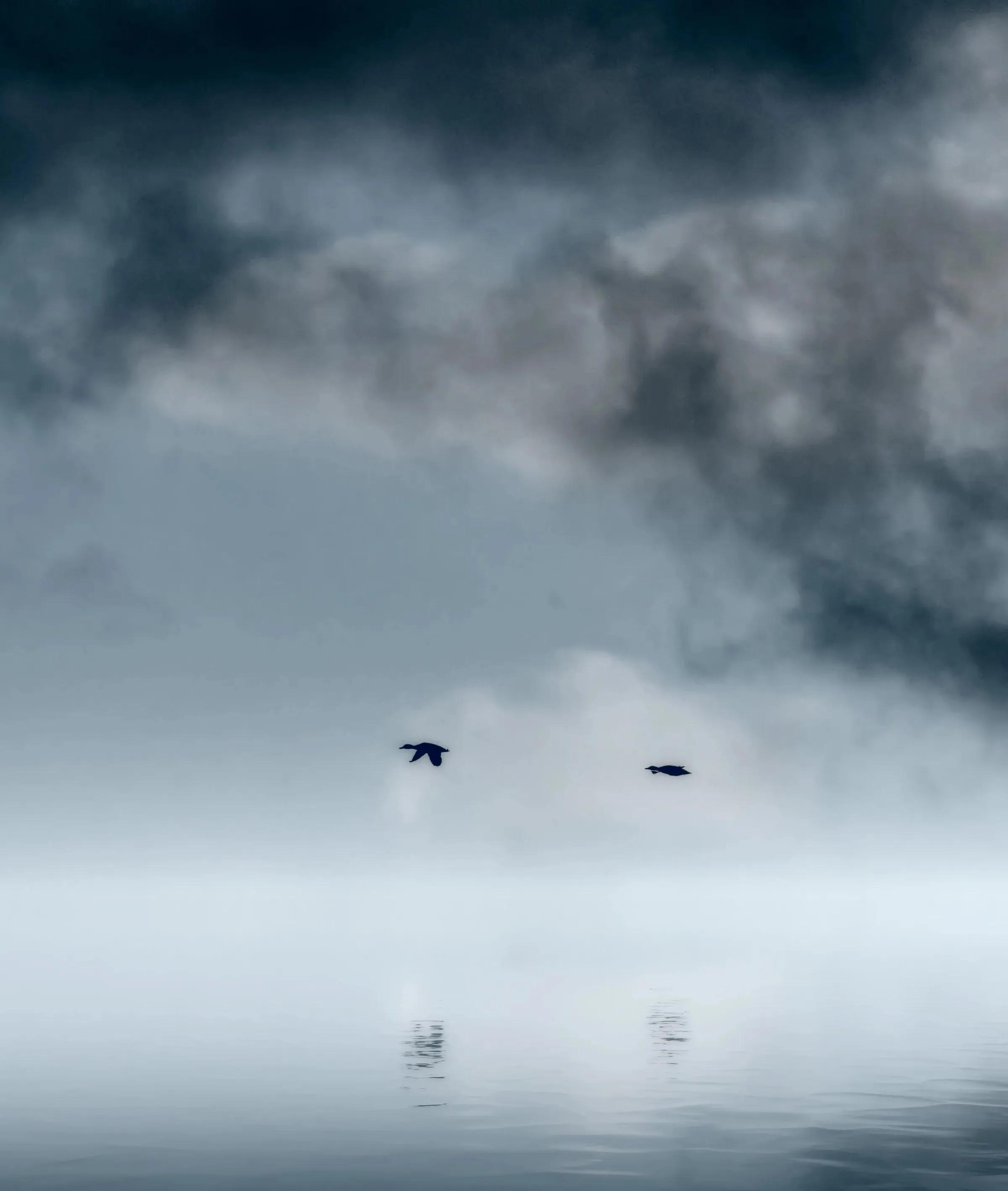 Two ducks flying low over open water in thick fog