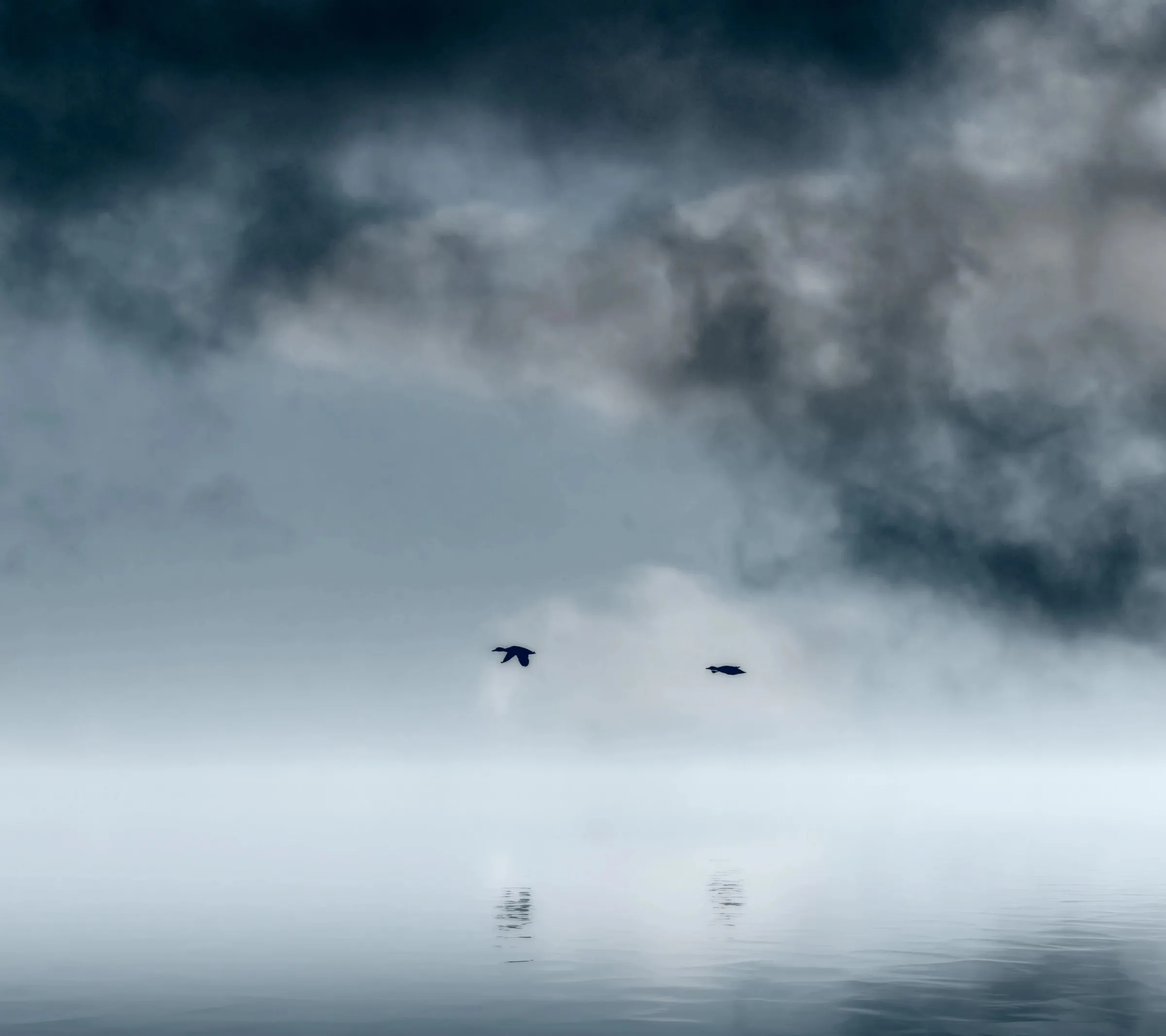 Two ducks flying low over open water in thick fog