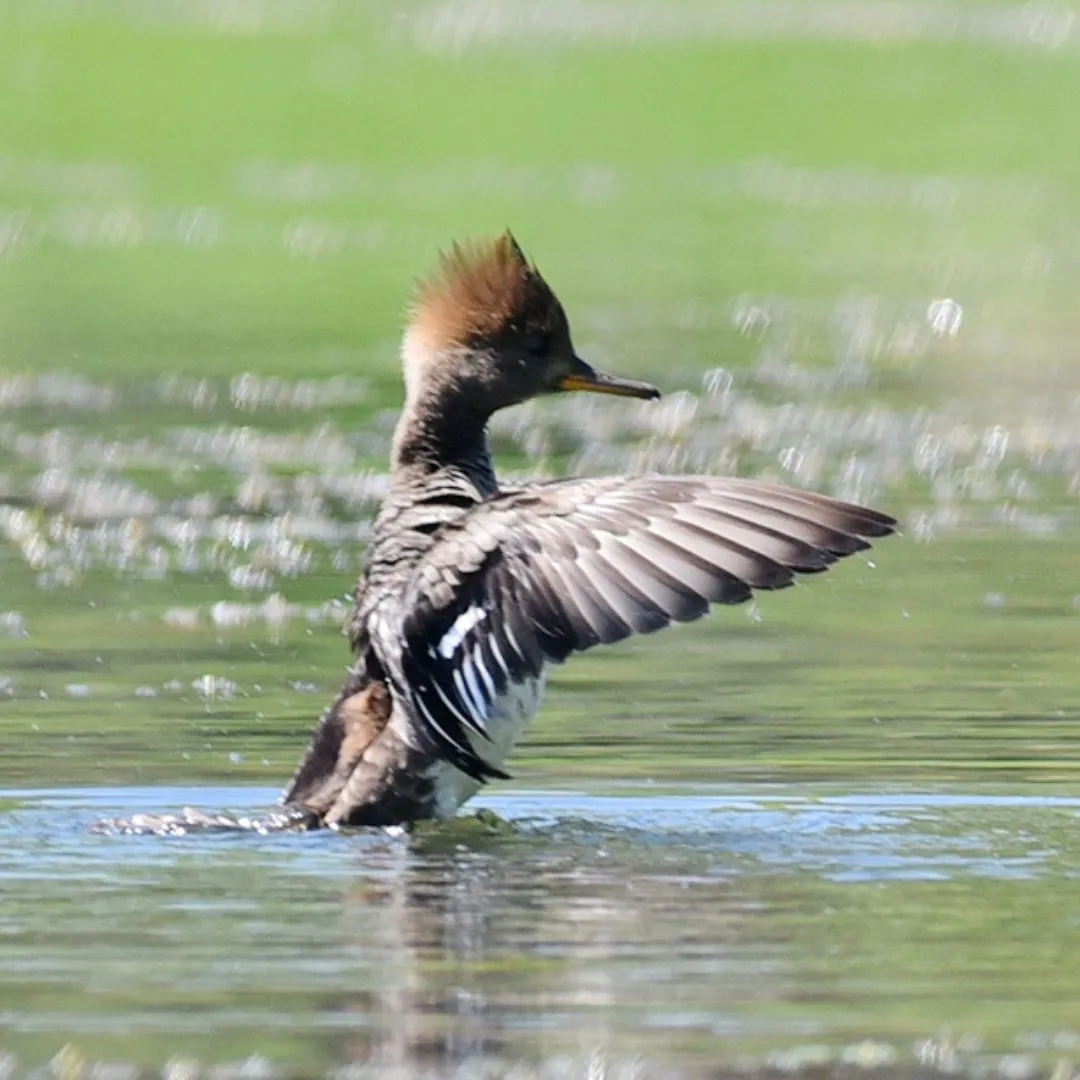 Hooded merganser hen