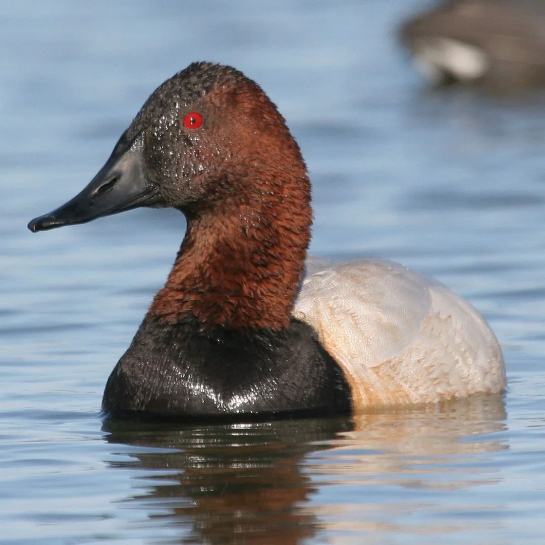 Canvasback drake characteristics