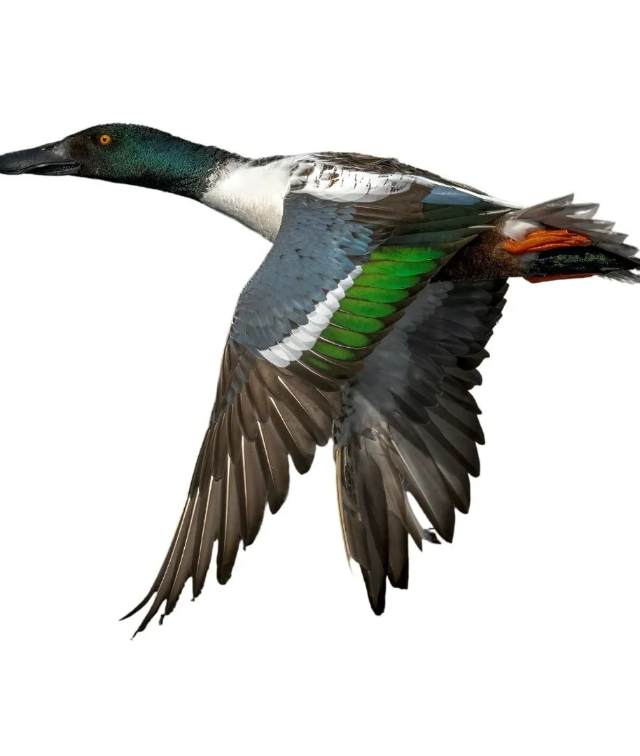 Northern shoveler drake primary (1)