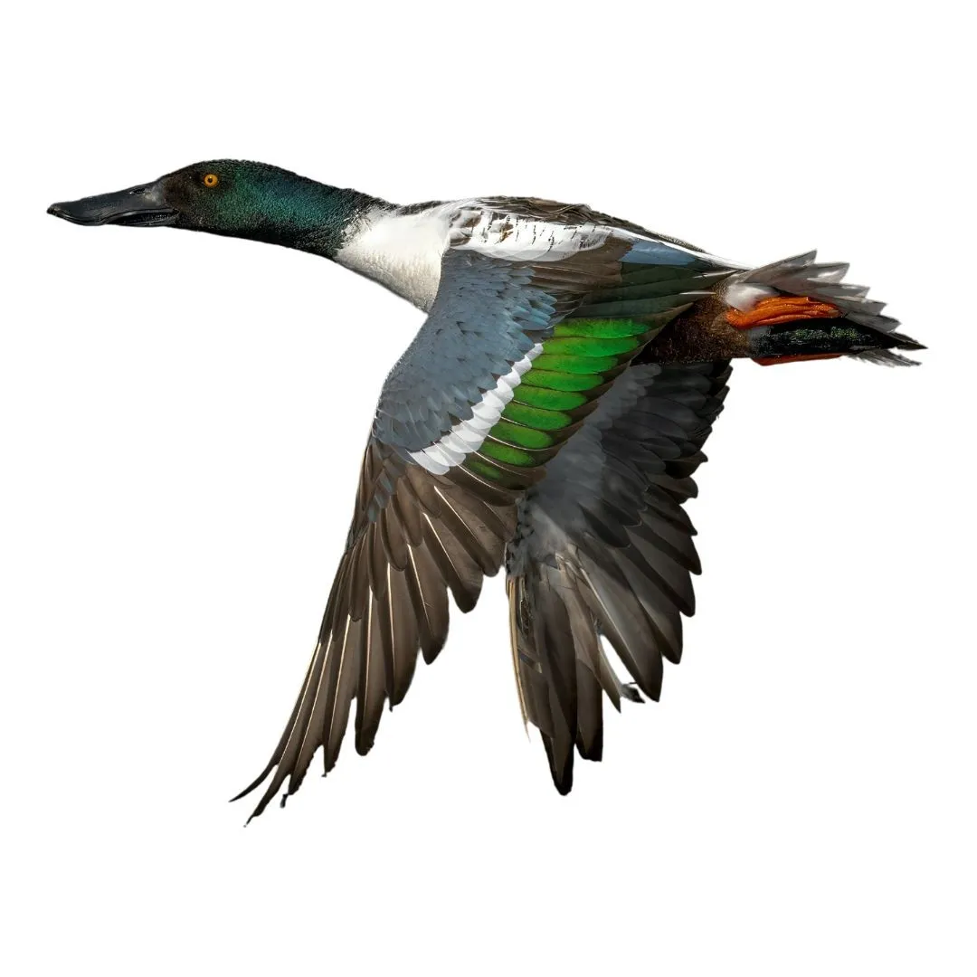 Northern shoveler drake primary (1)