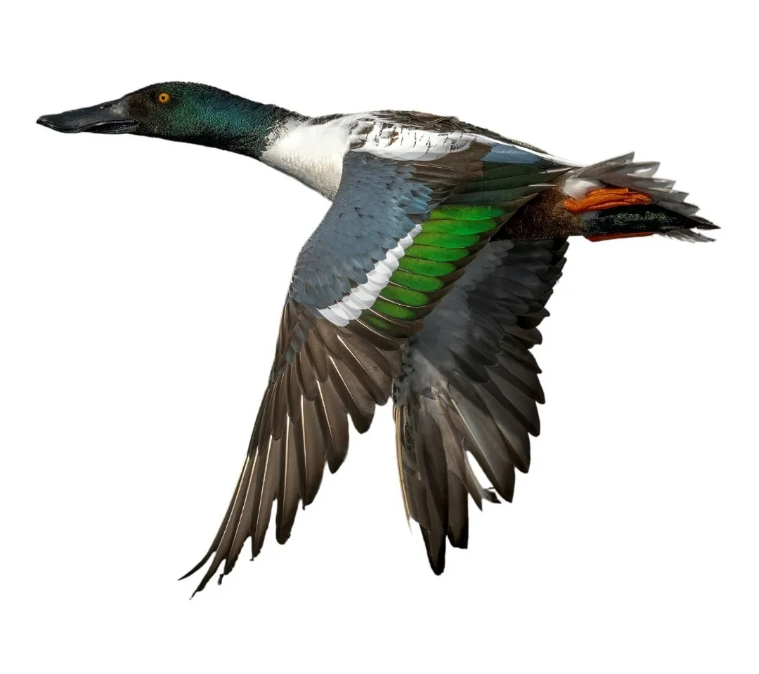 Northern shoveler drake primary (1)