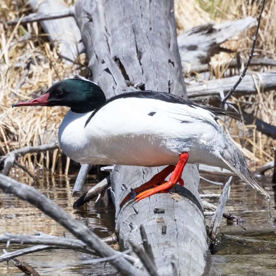 Common merganser drake1