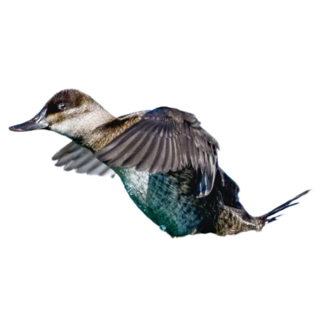 Ruddy duck hen primary