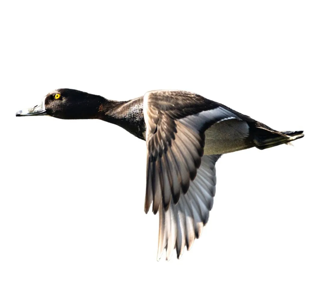 Ringneck drake primary