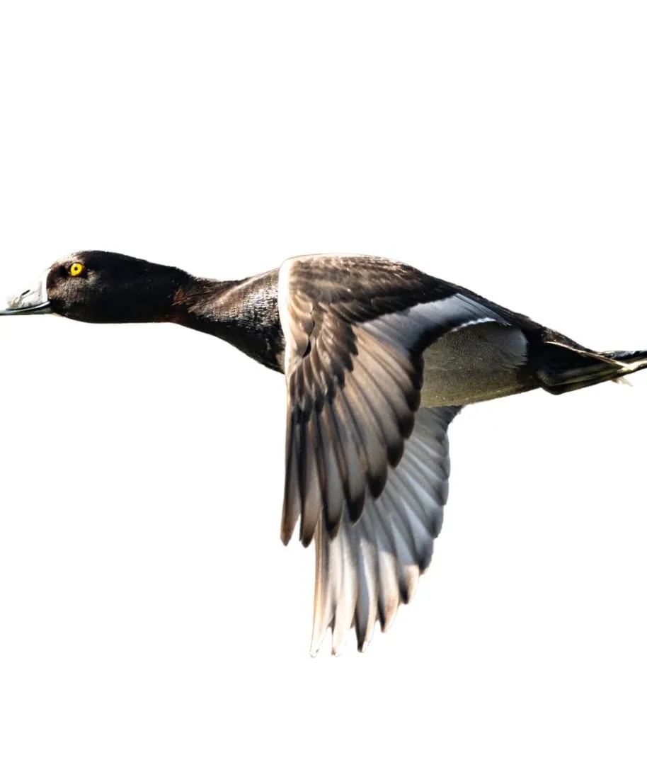 Ringneck drake primary